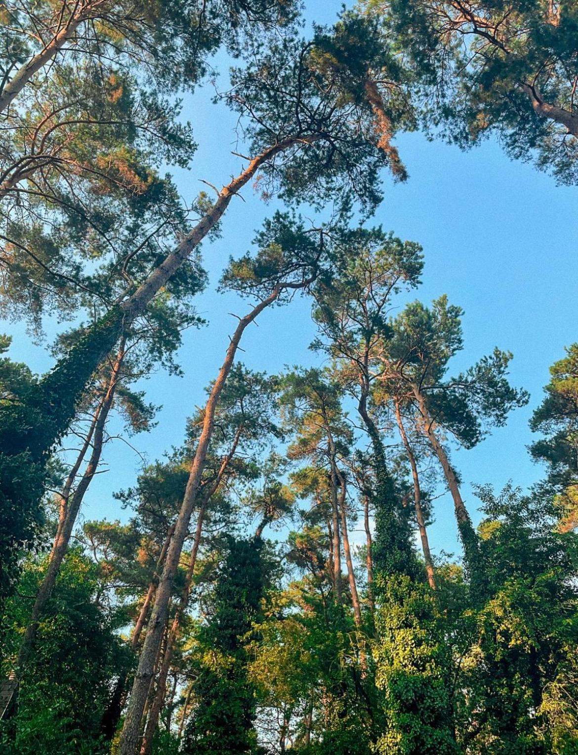 Boshuisje Pinus Sonnevijver Residences Lanaken Esterno foto
