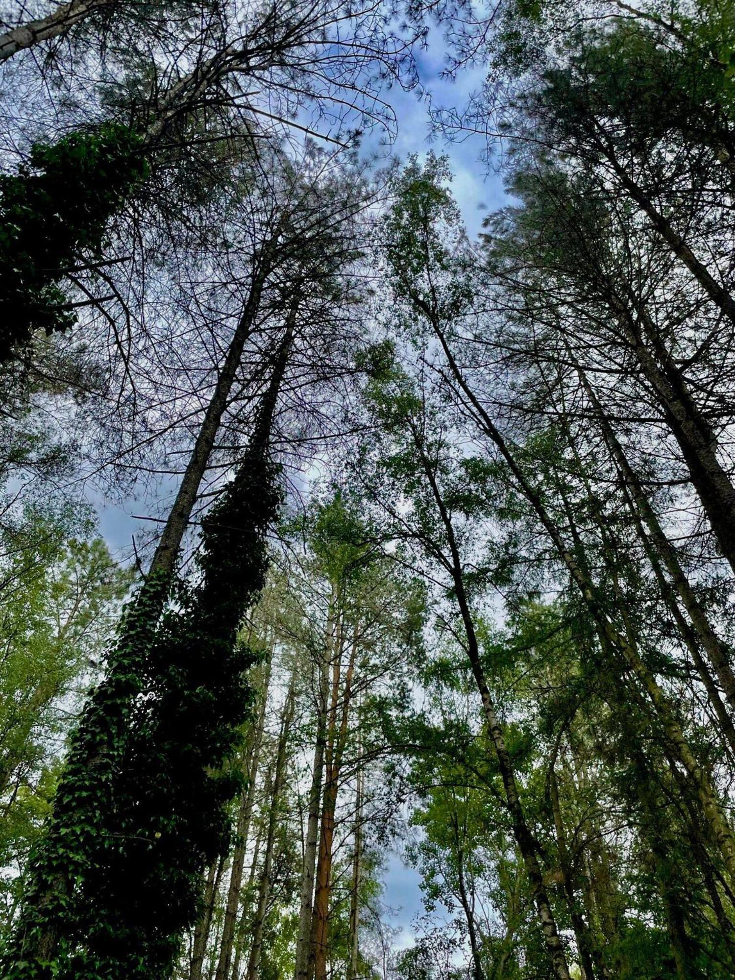 Boshuisje Pinus Sonnevijver Residences Lanaken Esterno foto