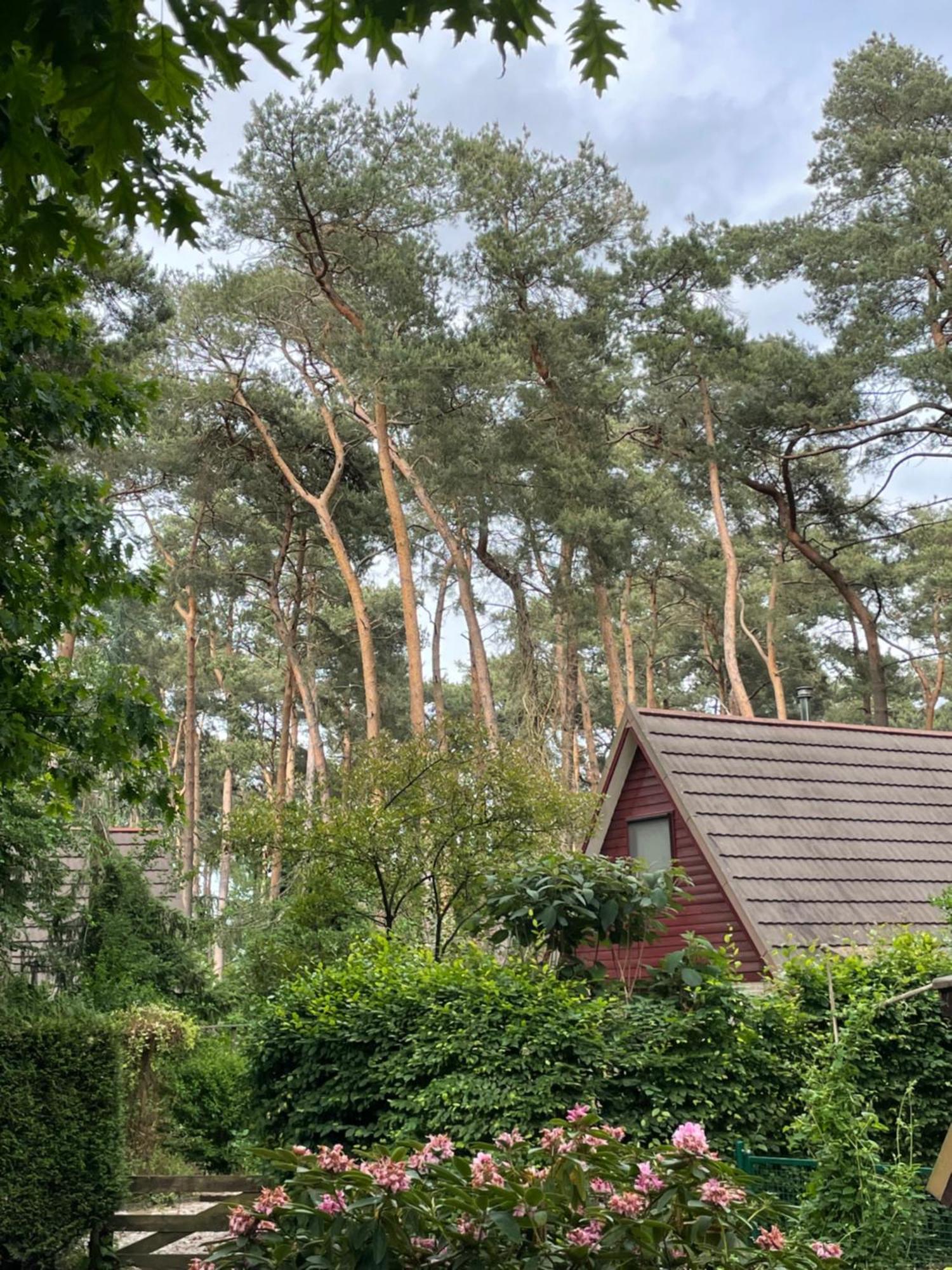 Boshuisje Pinus Sonnevijver Residences Lanaken Esterno foto